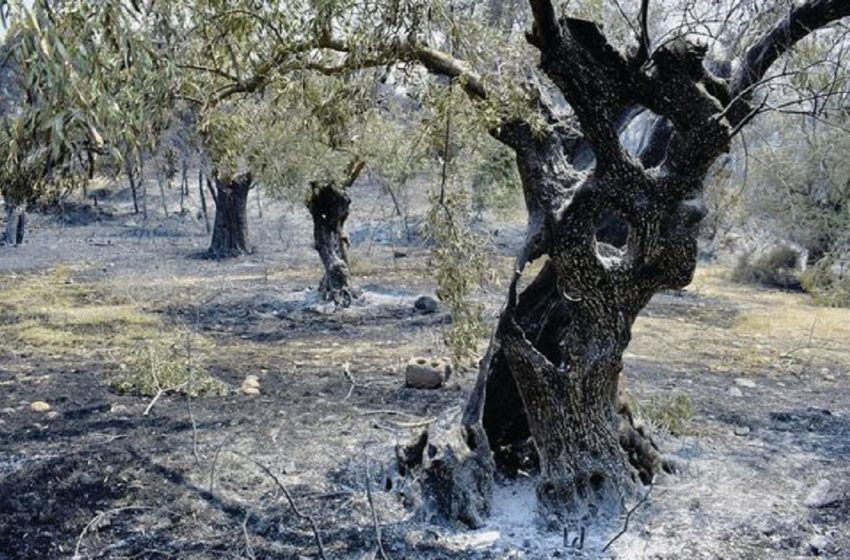  Αγρότες: Εκδόθηκε η ΚΥΑ για την προκαταβολή 50% της κρατικής αρωγής για ζημιές σε φυτικό κεφάλαιο από τις πυρκαγιές του 2023