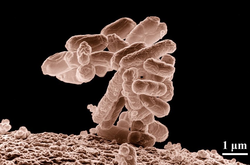  Επιστήμονες ανακάλυψαν μια νέα κατηγορία αντιβιοτικών για τις βακτηριακές λοιμώξεις