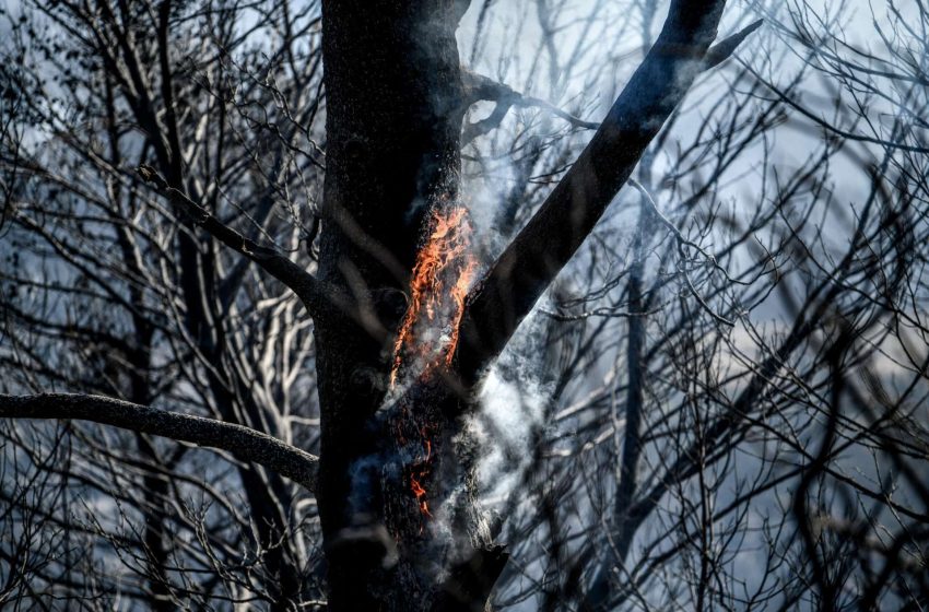  Ανήλικοι προκάλεσαν τη μεγάλη πυρκαγιά στην Κύπρο χθες