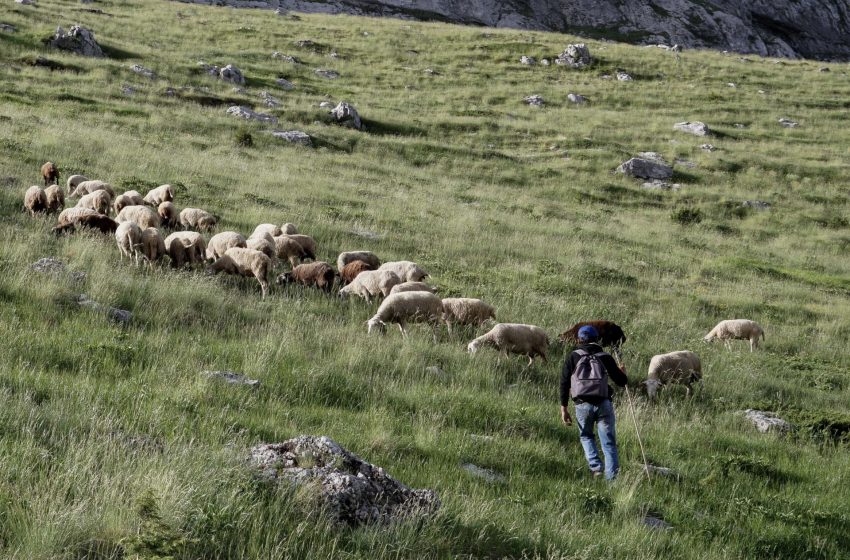  Πανώλη αιγοπροβάτων: 12 ερωτήσεις και απαντήσεις μετά τον εντοπισμό εστιών στη Λάρισα