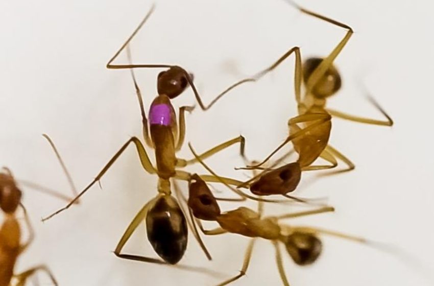  Τα μυρμήγκια ακρωτηριάζουν τους τραυματισμένους συντρόφους τους για να τους σώσουν τη ζωή