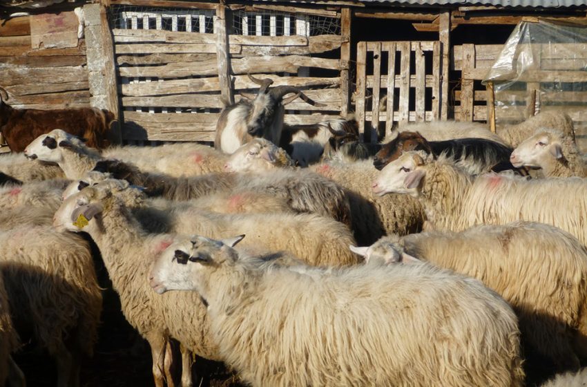  Πανώλη στα αιγοπρόβατα: Όλα όσα πρέπει να γνωρίζουμε – Σε επιδημιολογική επιτήρηση χιλιάδες ζώα στη Θεσσαλία