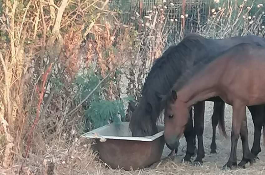  Νεκρά άγρια άλογα στο Δέλτα του Έβρου λόγω λειψυδρίας- Αυτοσχέδιες ποτίστρες από πολίτες για την διάσωσή τους