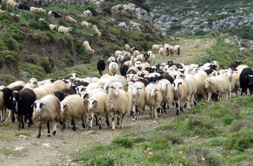  Πανώλη στα αιγοπρόβατα: Σε «Κατάσταση Ειδικής Κινητοποίησης» η Θεσσαλία – Σε αναμονή για τα αποτελέσματα των ελέγχων