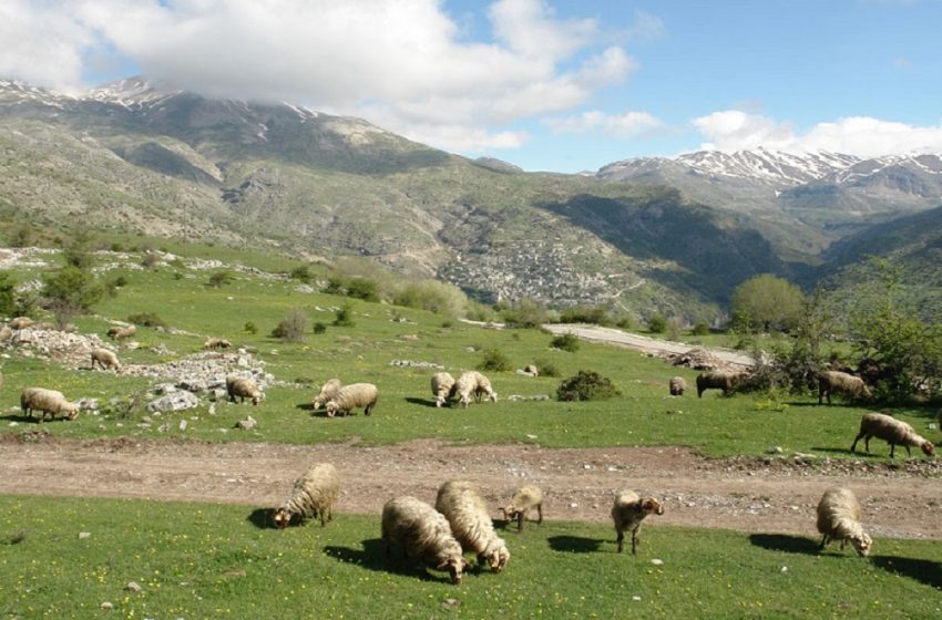  Είκοσι δύο τα κρούσματα πανώλης – Σφαγές 10.768 αιγοπροβάτων και αναμένονται άμεσα άλλες 2.000