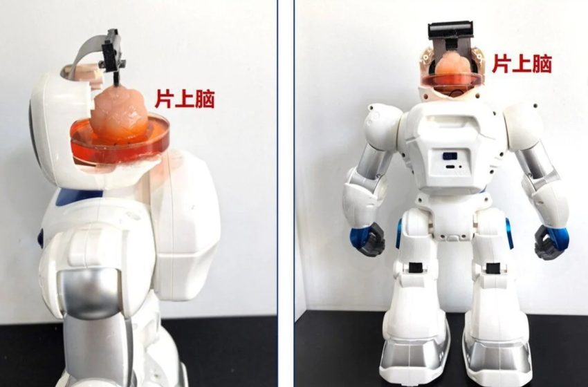  Κίνα: Ερευνητές δημιούργησαν ρομπότ με εγκέφαλο που αναπτύχθηκε σε εργαστήριο
