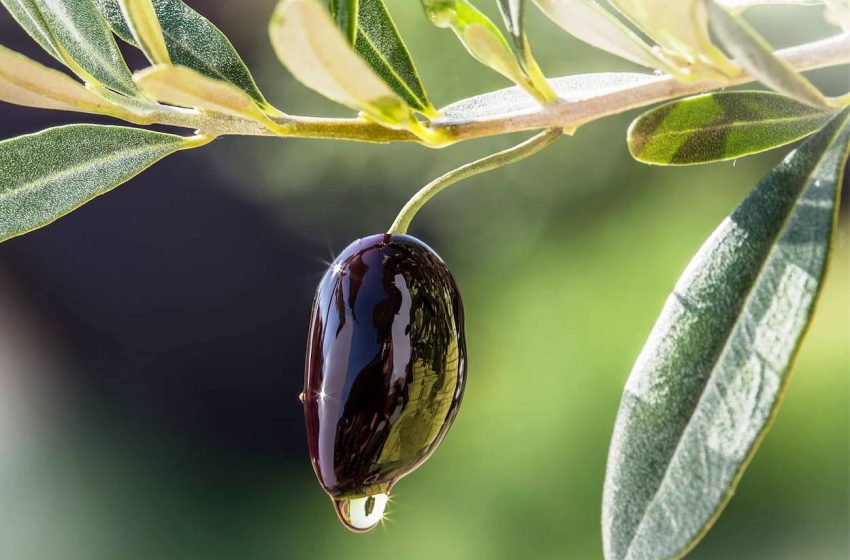  Νέα επιστημονικά δεδομένα για το ελαιόλαδο κατά του καρκίνου του παχέως εντέρου