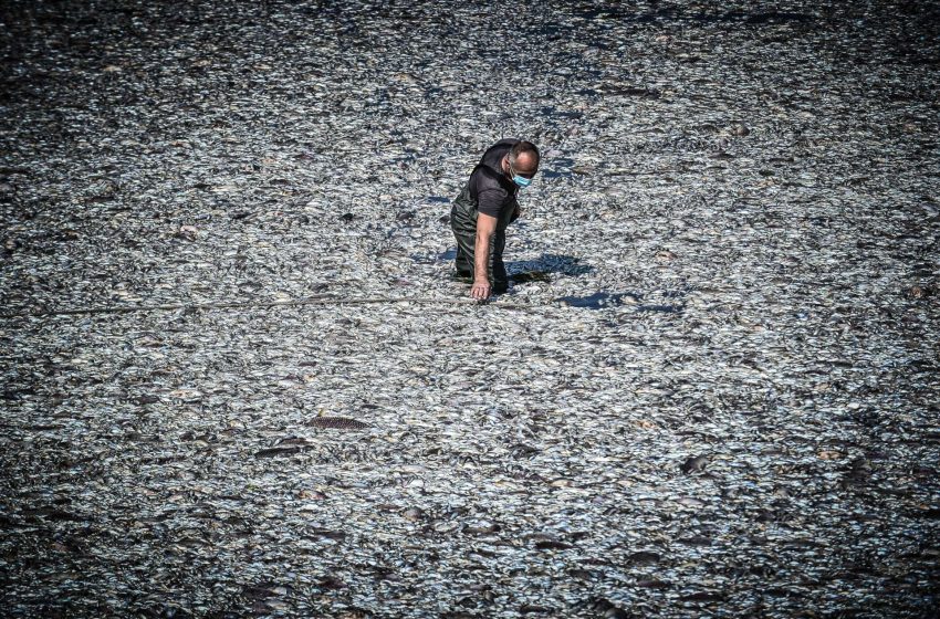  Τα τέσσερα μέτρα στήριξης των επιχειρήσεων λόγω του ακραίου φαινομένου με τα νεκρά ψάρια στον Παγασητικό 