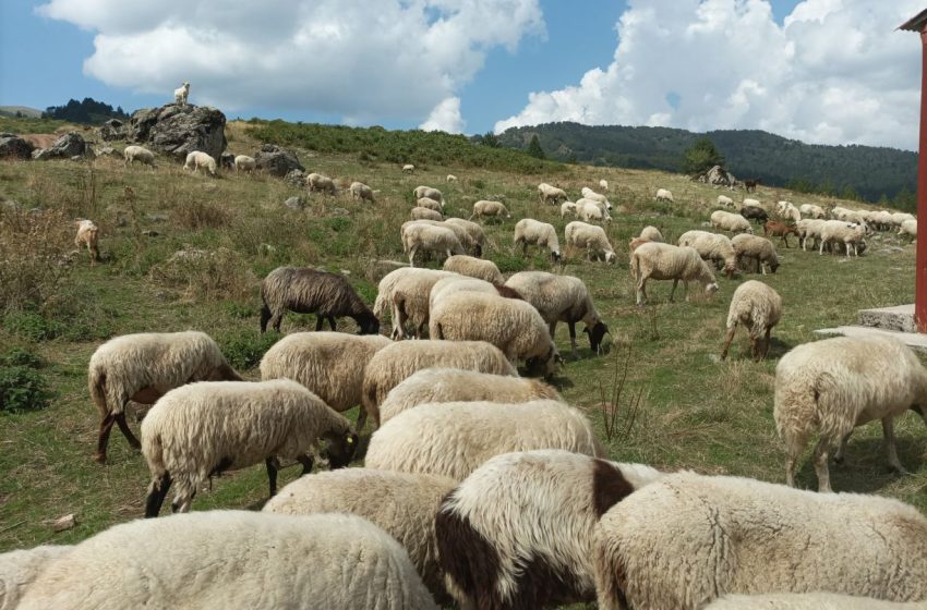  Μέτρα για την πρόληψη και την αντιμετώπιση της πανώλης ζητούν οι κτηνοτρόφοι