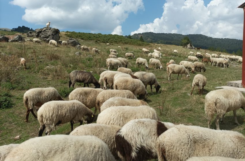  Χωρίς κρούσματα πανώλης αιγοπροβάτων η Ήπειρος – Ανησυχία για «αρρυθμίες» στην αγορά