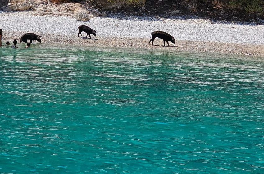  Λευκάδα: Αγριογούρουνα κολυμπούν στην παραλία της νησίδας Άτοκος (βίντεο)