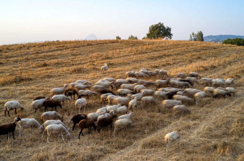  Απέδωσαν τα μέτρα για την πανώλη – Βάσιμες υποψίες για ευλογιά στον Έβρο