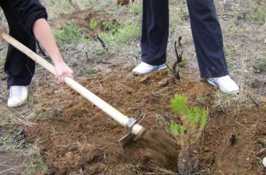  Το ΕΕΑ φυτεύει 20.000 δέντρα στις καμένες περιοχές της Αττικής