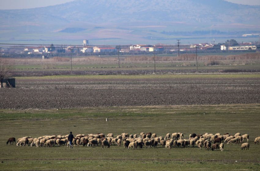  Στα 35 τα κρούσματα πανώλης – Εν αναμονή των αποτελεσμάτων από την Κομοτηνή, ποια μέτρα ανακοινώθηκαν