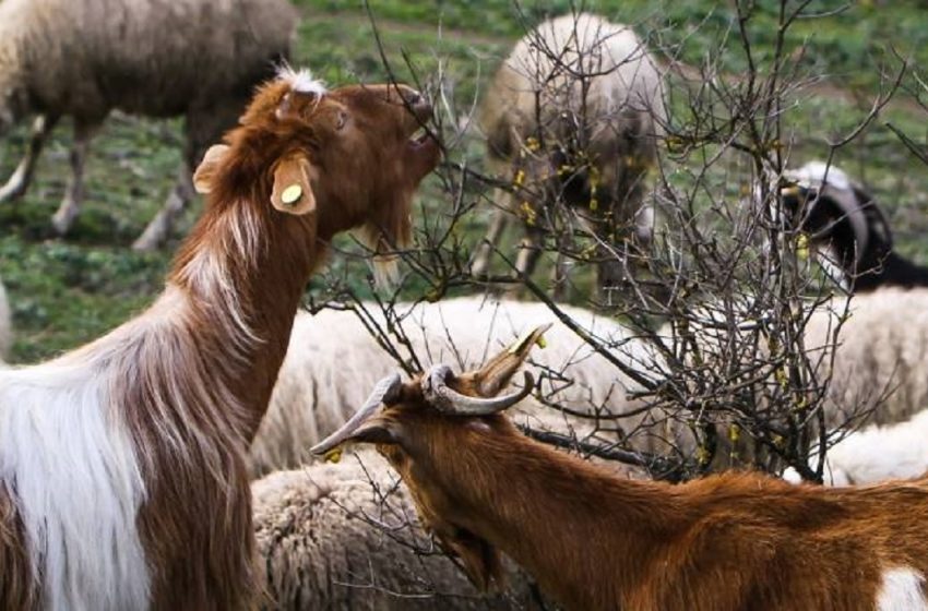  Μ. Κεφαλογιάννης: Διεγράφησαν οι τροπολογίες που θα επέφεραν μείωση των επιδοτήσεων των Ελλήνων αγροτών κατά 50%