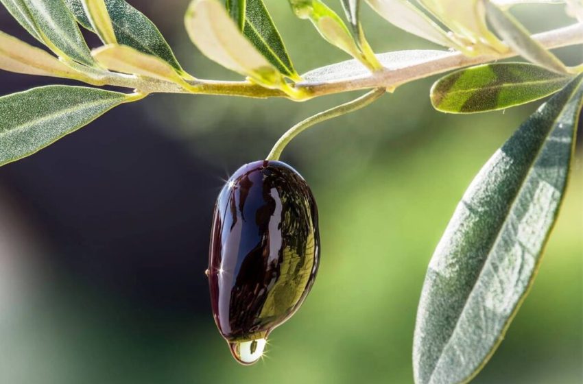  Ελαιόλαδο: Στους 3.200 χιλιάδες τόνους οι προβλέψεις για τη φετινή παγκόσμια παραγωγή – Ποιες οι εκτιμήσεις για την Ελλάδα