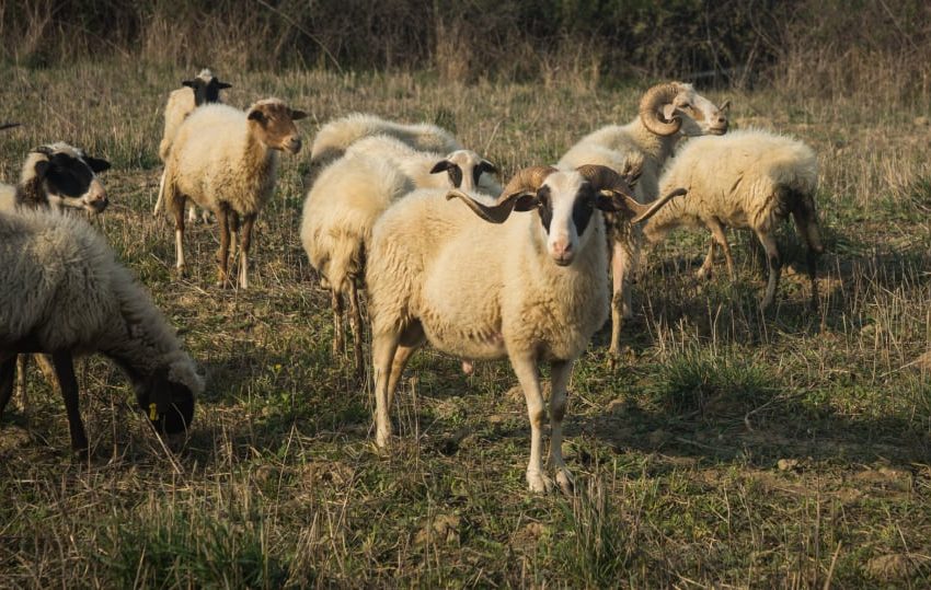  Αυξάνεται το όριο ηλικίας του αποζημιωμένου από τον ΕΛΓΑ ζωικού κεφαλαίου