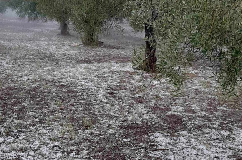  ΕΛΓΑ: Καταγραφές ζημιών στις περιοχές που επλήγησαν από χαλάζι