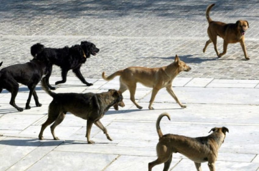  Αγέλη σκύλων κατασπάραξε 70χρονη στα Πλατανούλια Λάρισας – Ζούσαν στο σπίτι της γυναίκας