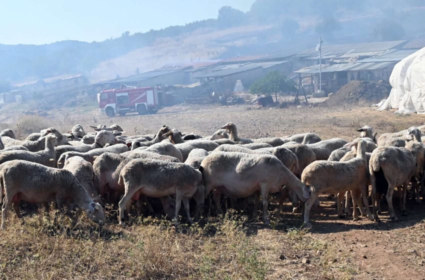  Κ. Τσιάρας: Στην αντιμετώπιση της ευλογιάς δεν χωρά ο μικροκομματισμός και ο λαϊκισμός – Συνάντηση με τον περιφερειάρχη Θεσσαλίας