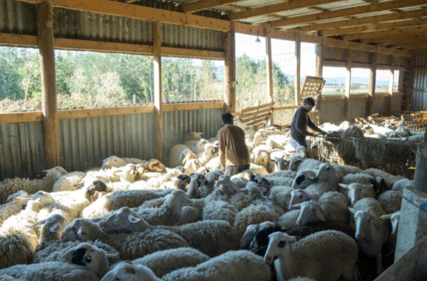  Βόλος: Κτηνοτρόφοι του Αλμυρού προσφεύγουν στη δικαιοσύνη για να προστατευτούν- Ζητάνε άμεσα μέτρα προστασίας από την Πολιτεία