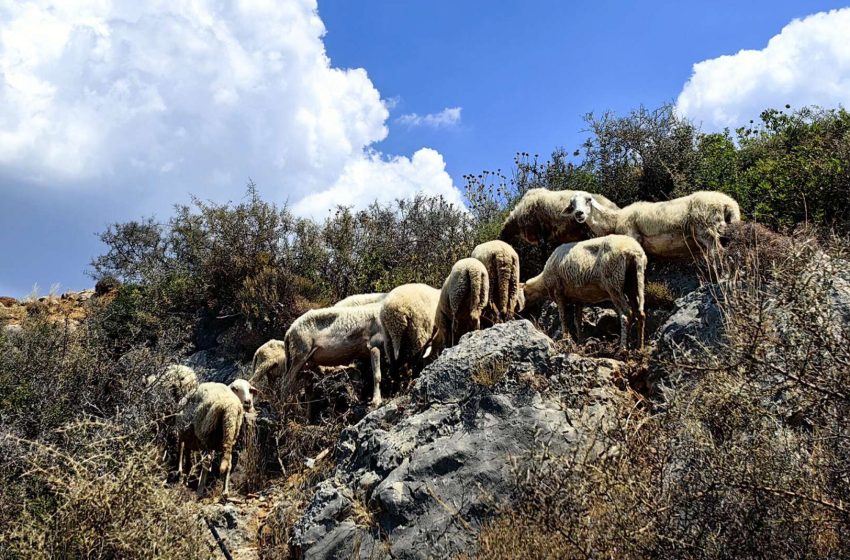  Συναγερμός στη Σαμοθράκη: Κρούσματα ευλογιάς σε τρεις φάρμες – Στο νησί κλιμάκιο κτηνιάτρων